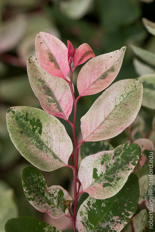 ice cream plant